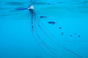 Португальський човен - істота неймовірної краси Португальський човен - істота неймовірної краси